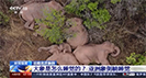 好萌!無(wú)人機(jī)拍下象群睡覺(jué)畫面 宏天凱泡棉小編想說(shuō)：原來(lái)它們是躺著睡覺(jué)的